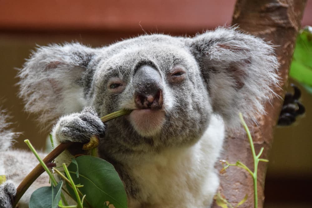 Reproduction technologies might help endangered koalas