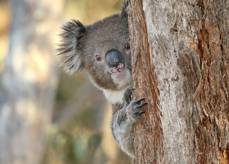 Trees chopped so NSW Government fines itself
