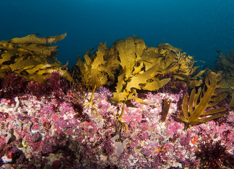 The Great Southern Reef at risk with raising temperatures