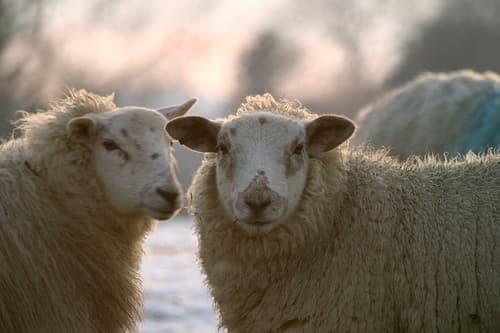 Banning live sheep exports is good, but not enough: advocates