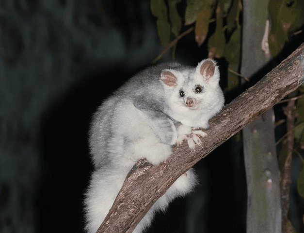Greater Glider Now Endangered
