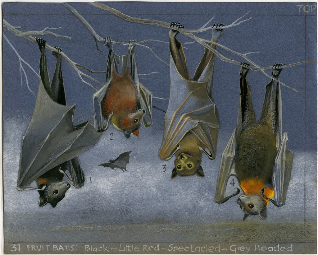 Bush Blitz Documentation and Conservation