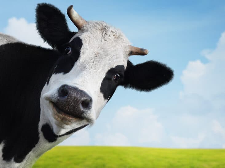 Farmers and Foodies join to aid mental health