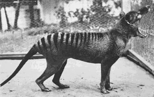Tasmanian Tiger De-extinction Project