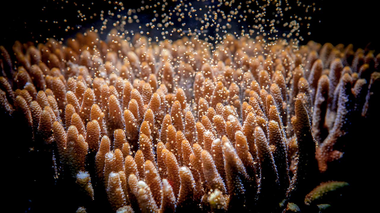 Out of season coral spawning giving hope to Great Barrier Reef