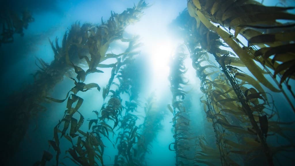 What impacts will ocean forests bring to climate?