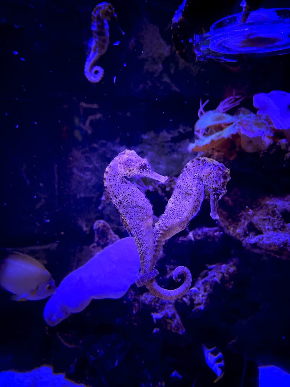 The Unique Way Seahorses Give Birth