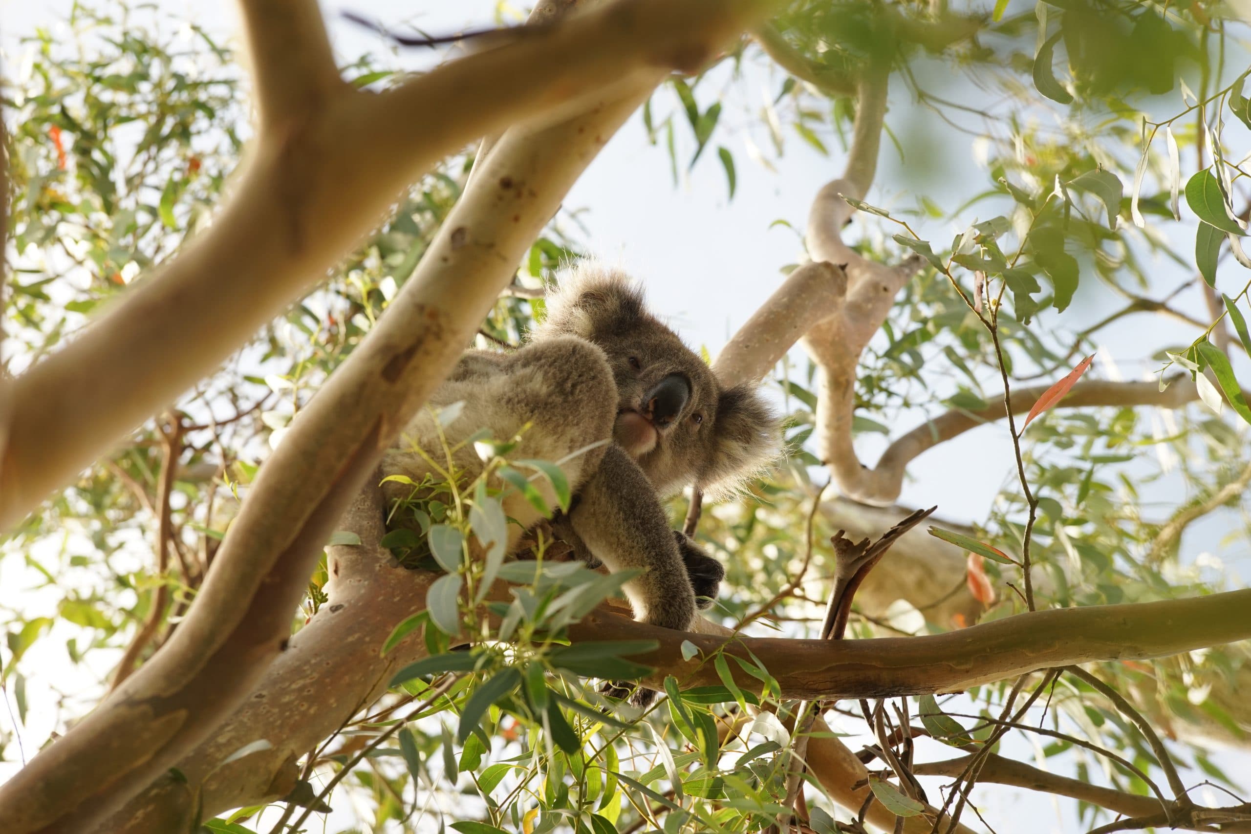 Is Australian Law Protecting Threatened Species?
