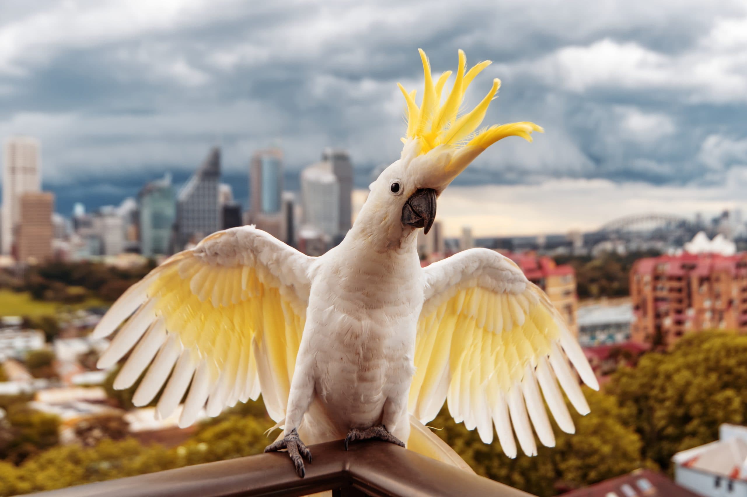 Cockatoos Heisting our Rubbish!