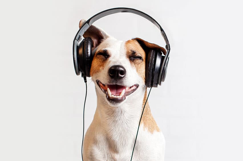 Is your dog a metal head?