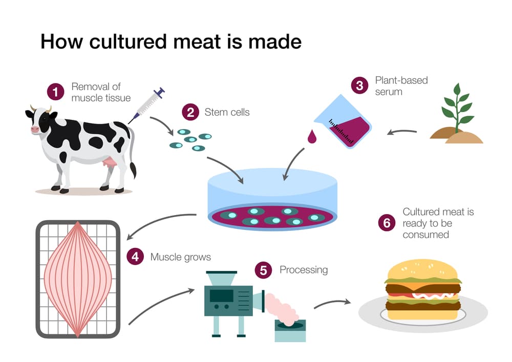 High stakes for cultured meat