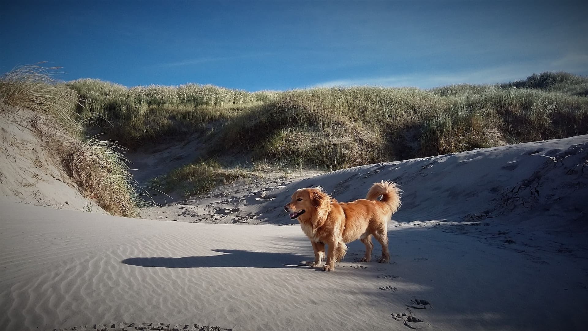 Push to Allow Unleashed Dogs on Beaches