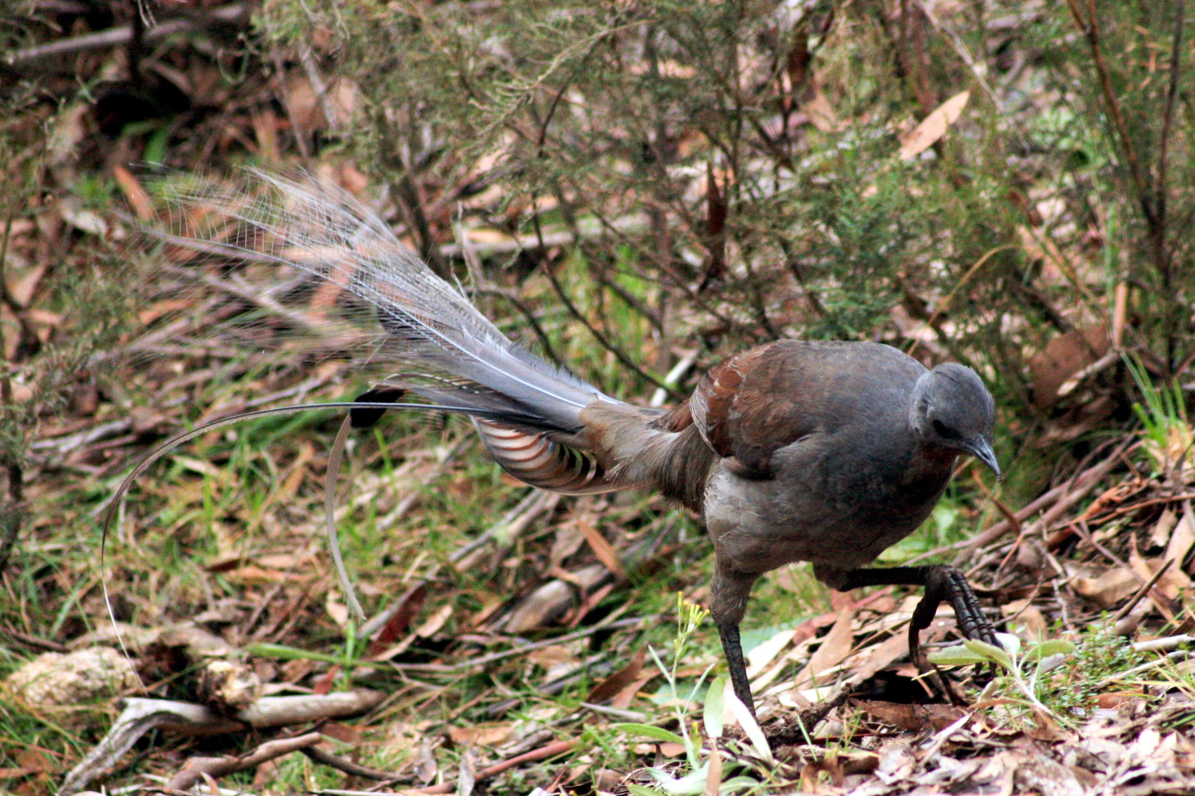 Lyrebirds and Bird Culture