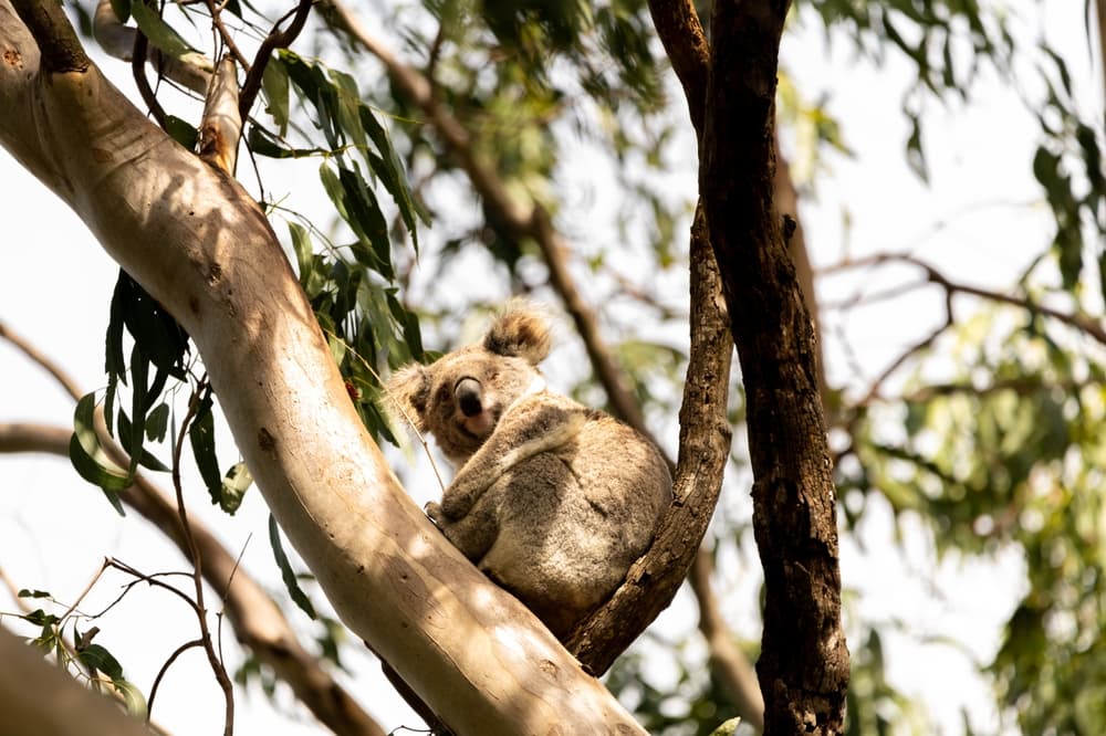 NSW Government Proposes Logging Deregulation