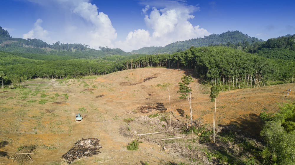 New Study Calls For Urgent Government Action on Land Clearing