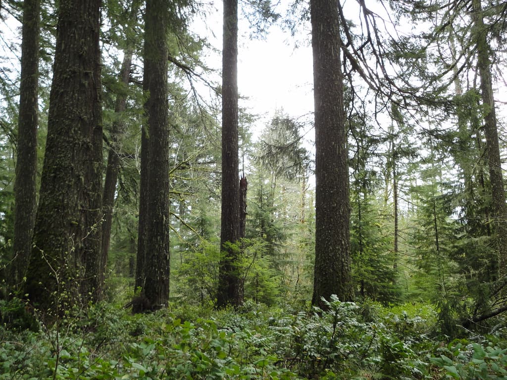 Victorian government urged to ban forest logging
