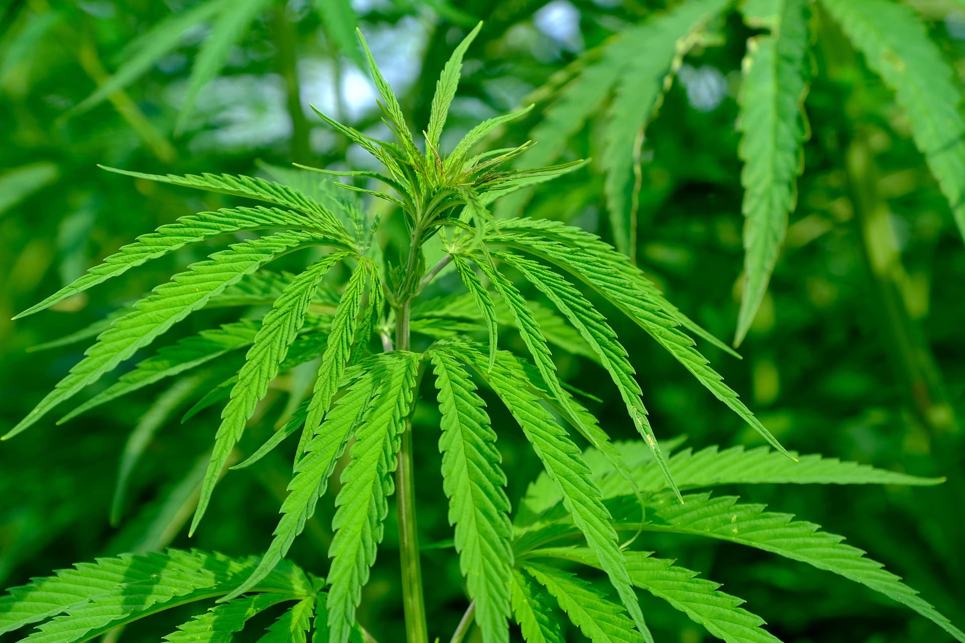 Greens Campaign to Legalise Cannabis