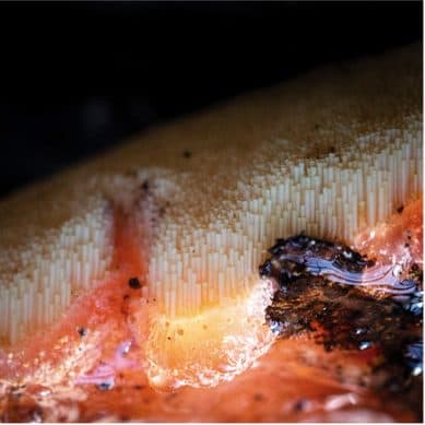 Deepchild talks making music with Mighty Reel