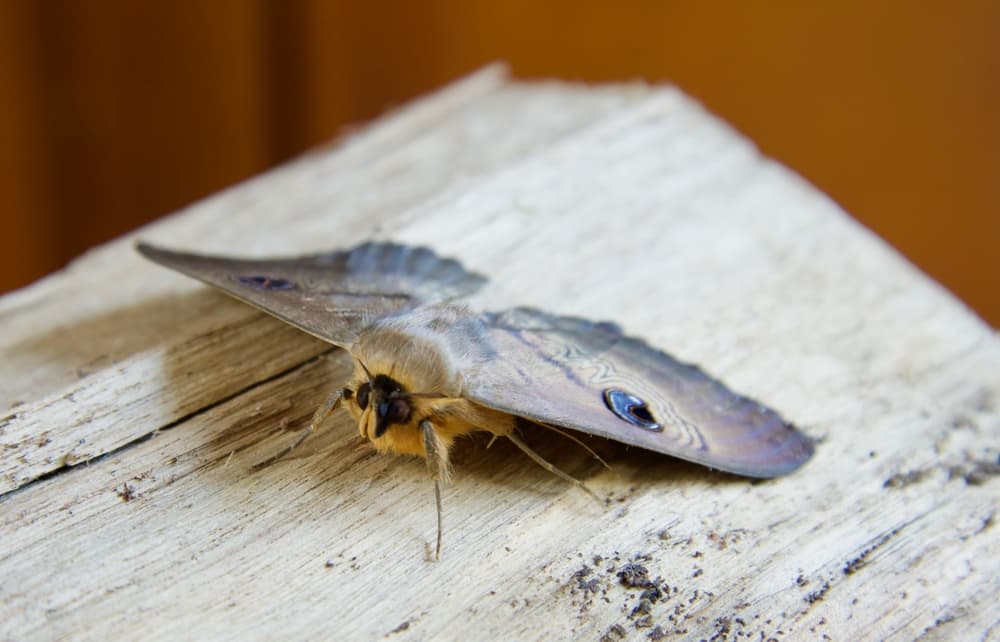 The plight of the Bogong Moth