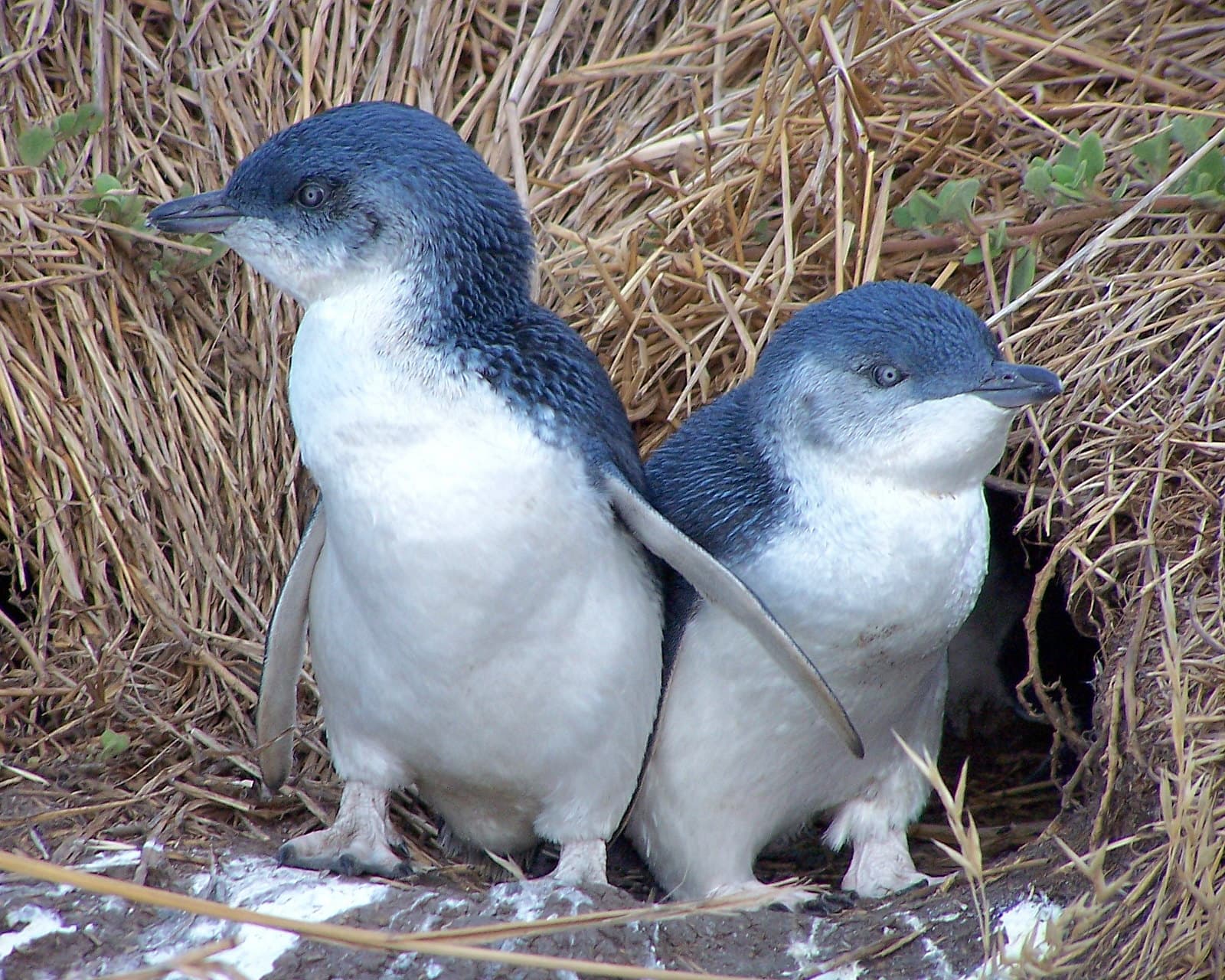 Beach walkers wanted to be involved in penguin research