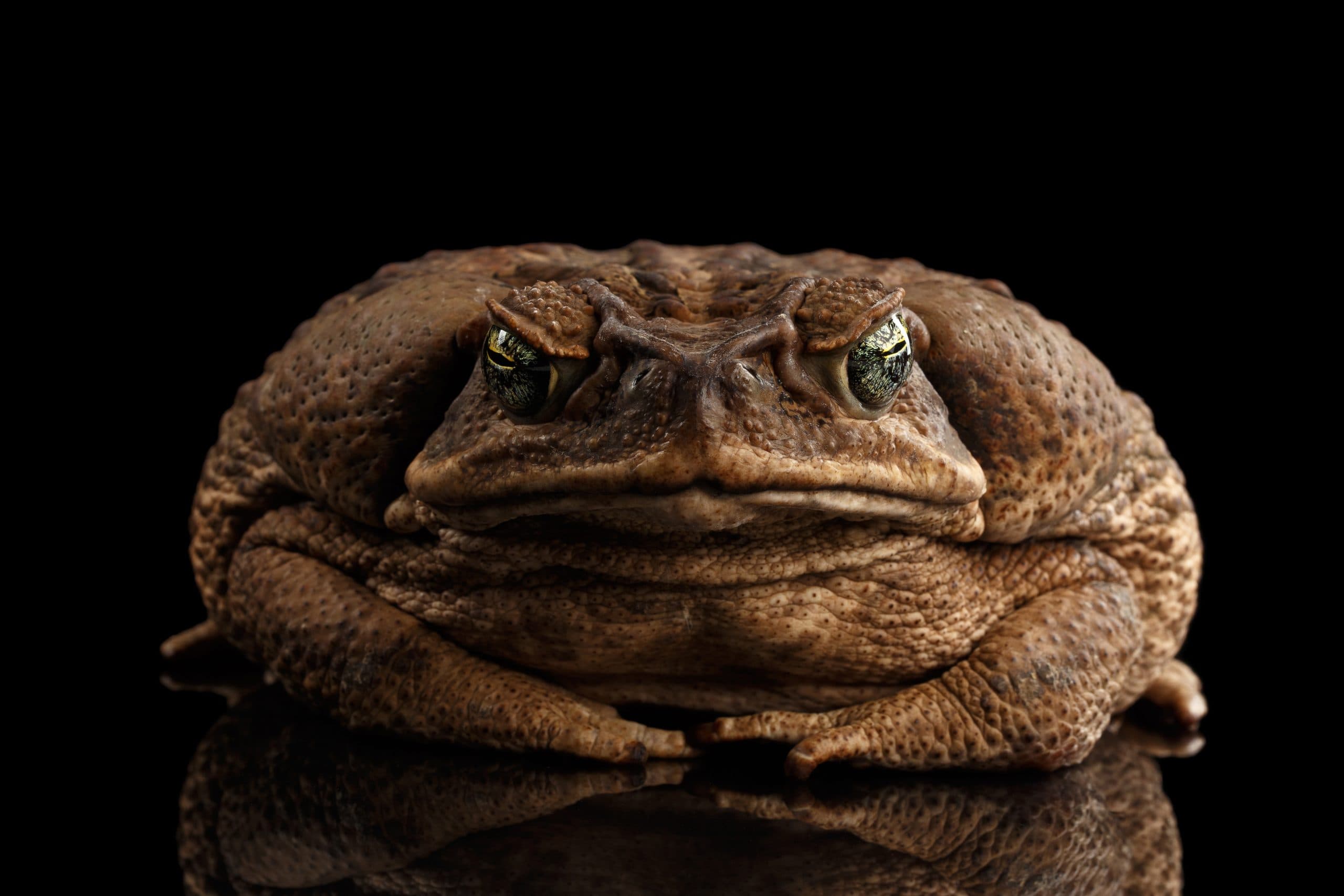 ‘Toadzilla’, the world’s largest cane toad
