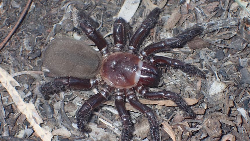 New Species of Trapdoor Spider Discovered, Opening Doors for Conservation