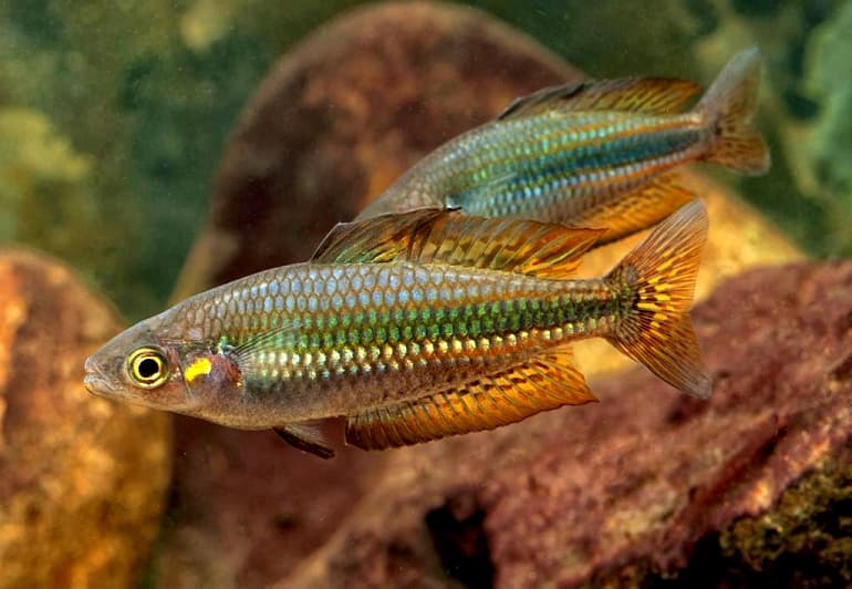 Conserving Our Native Freshwater Fish