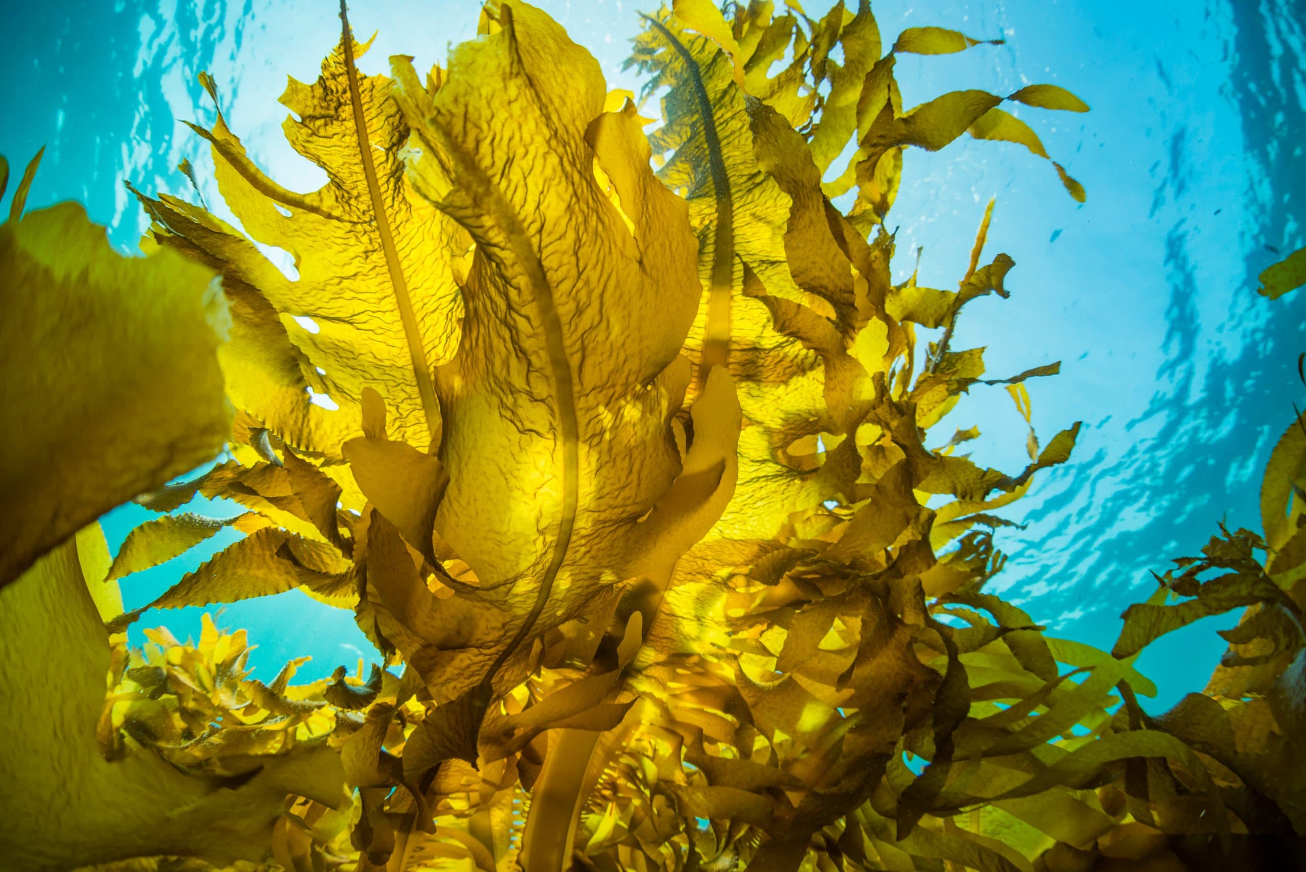 The extraordinary properties of seaweed