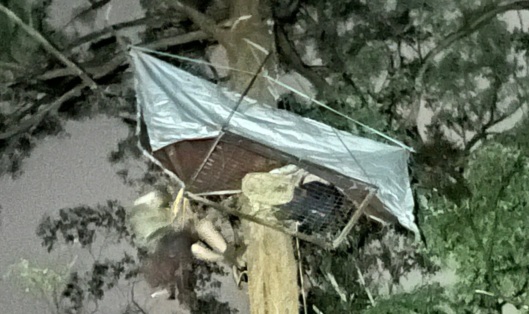 Doubleduke tree protest