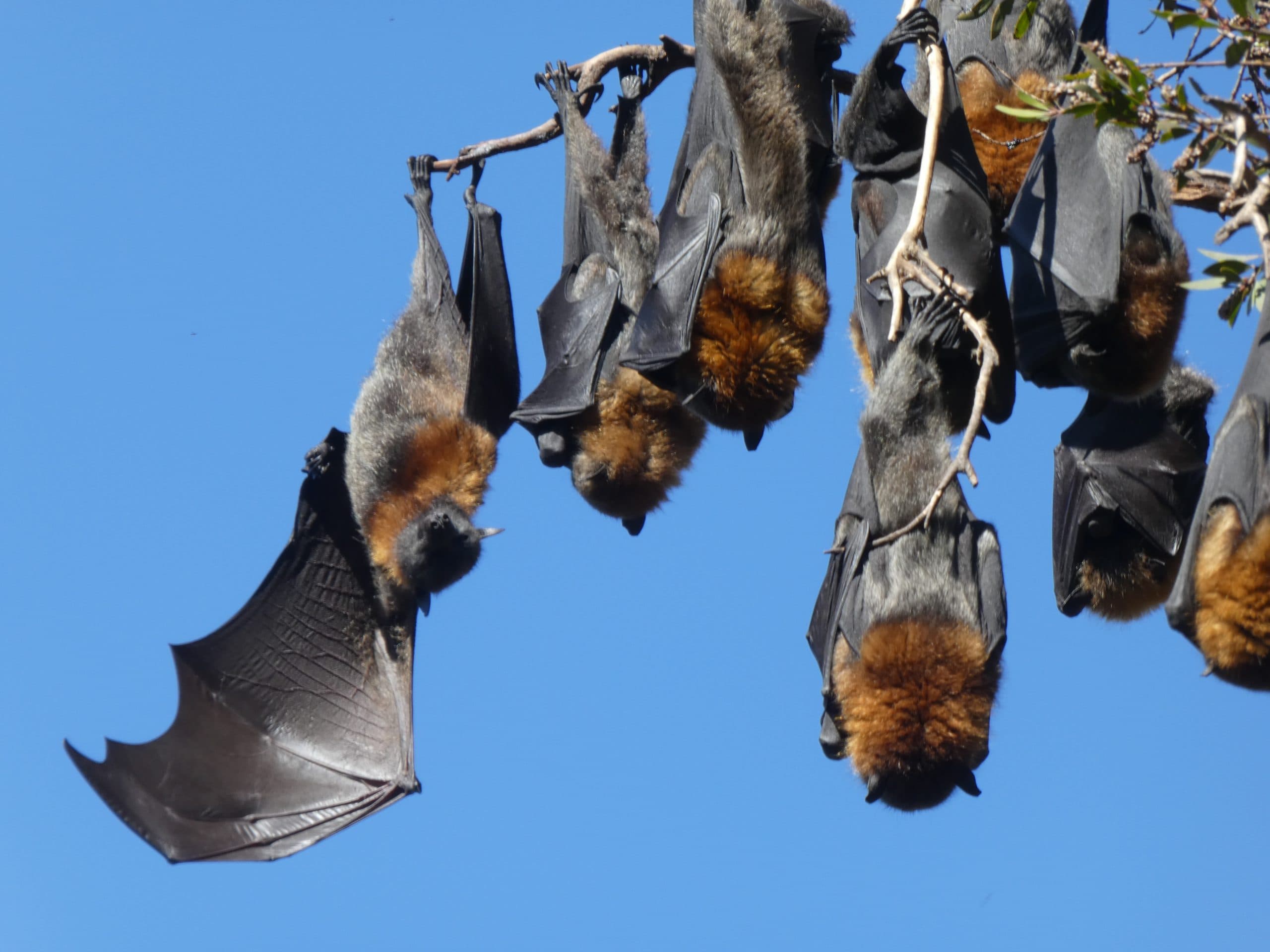 Fading Shadows: The Grey-Headed Flying Fox’s Decline