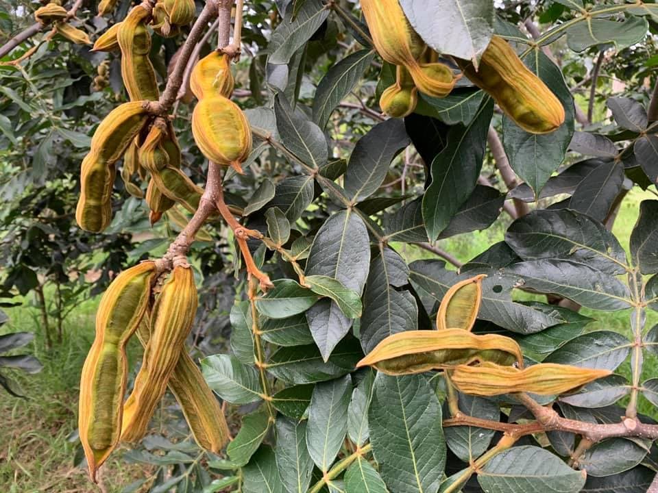 Setting up a Food Forest in Sydney’s Inner West