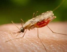 Malaria vaccine needs to protect better: Research