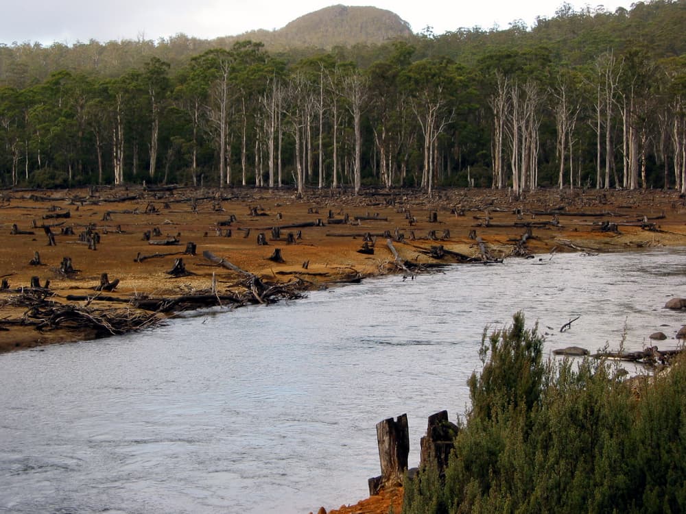Victoria to Abolish Native Logging Next Year