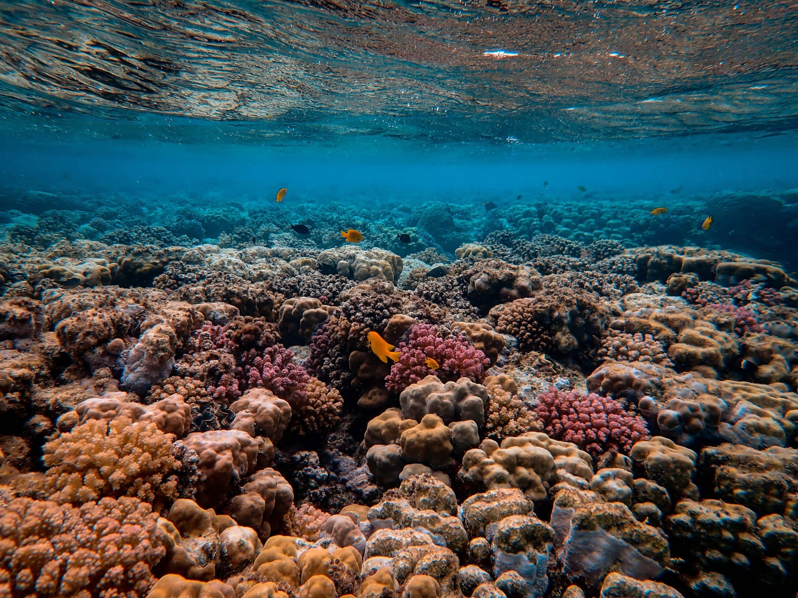 Rising temperatures fuel deadly coral diseases