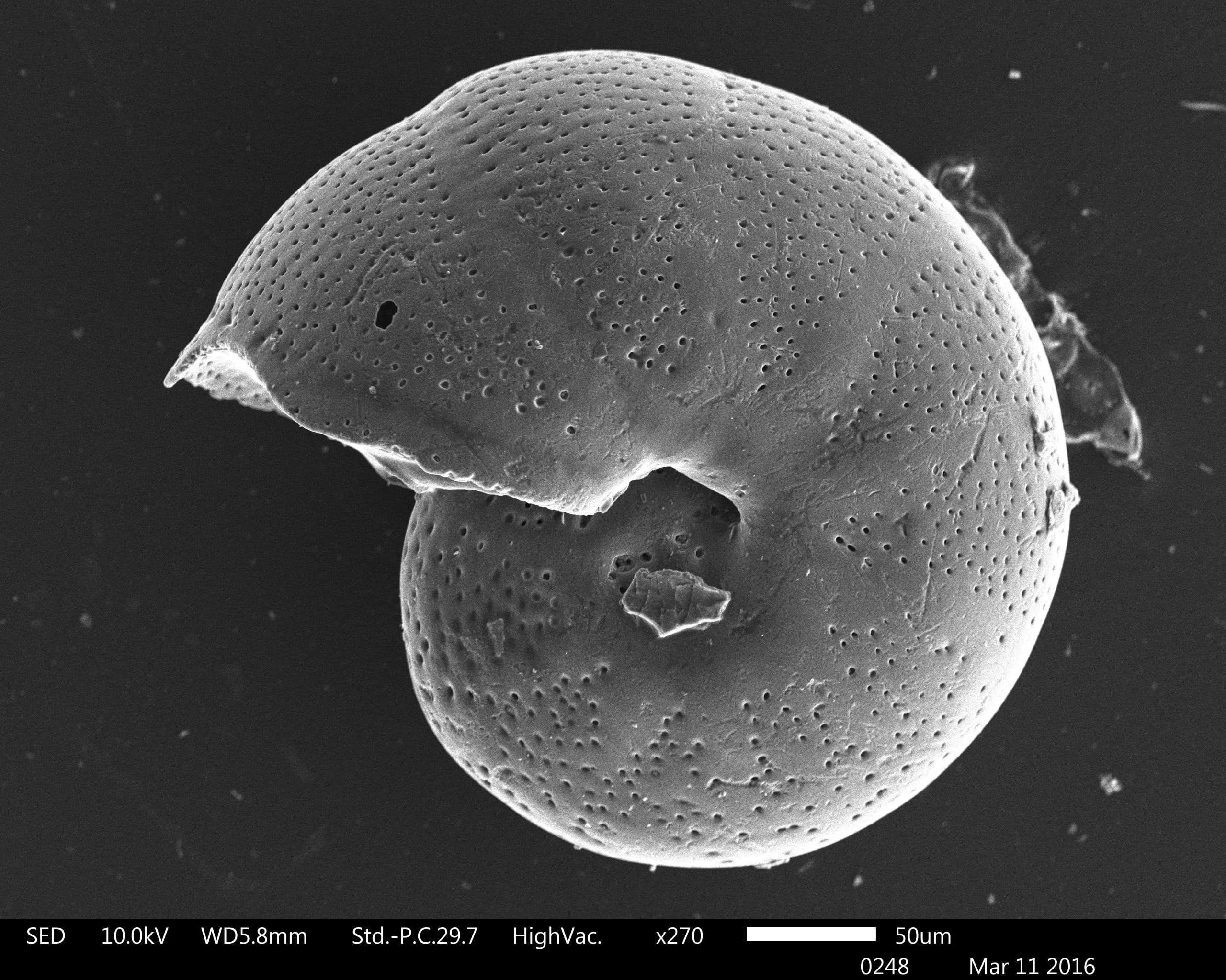 New Virtual Australian Museum of Palaeontology Shows 3D Fossils and X-Rays