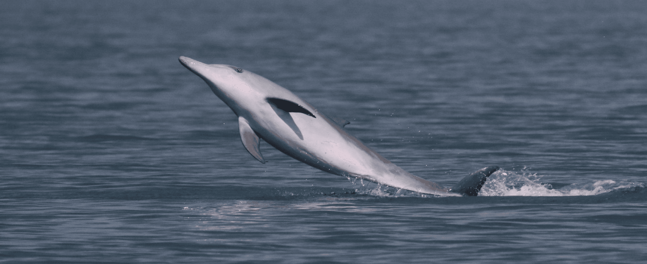 Dolphins teaching each other to ‘beg’ a concern