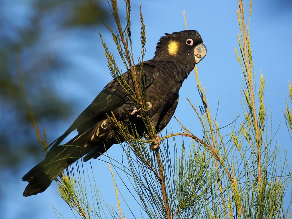 Yellow-tailed Glossy Cockatoo endangered
