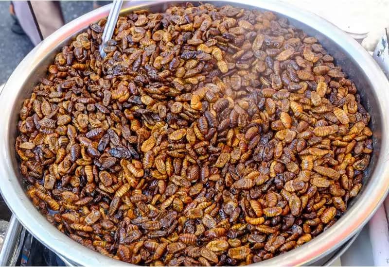 How Eating Insects Changed Sun’s Life