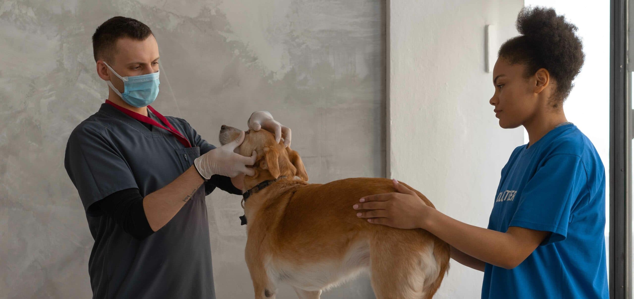 Dog health program providing vet care to remote Indigenous communities