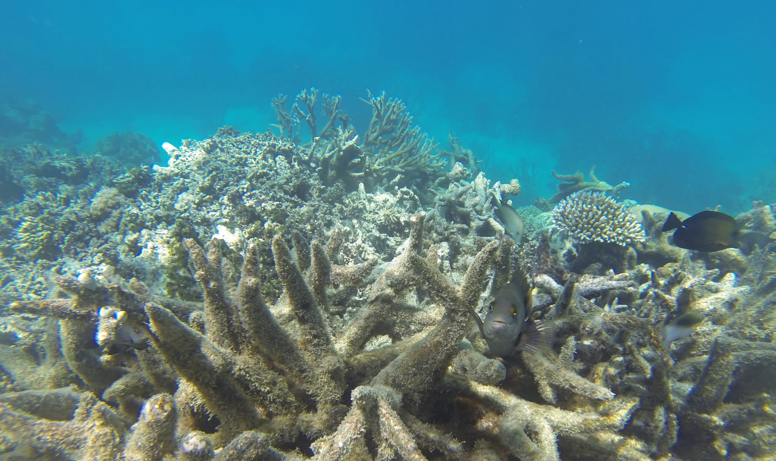 UNESCO Clears The Great Barrier Reef-For Now