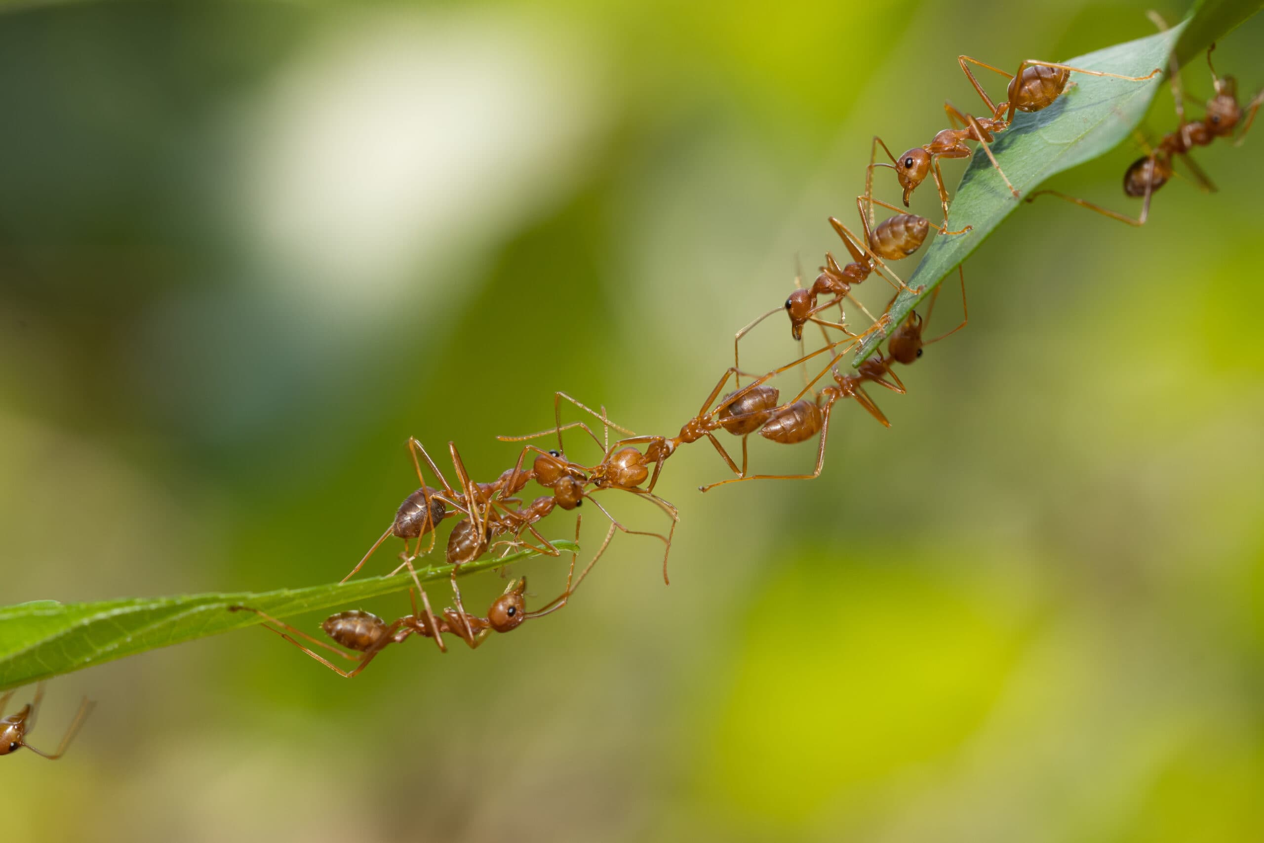 Ant Wars: Real-world ant battles shows how native insects win against aggressive introduced species