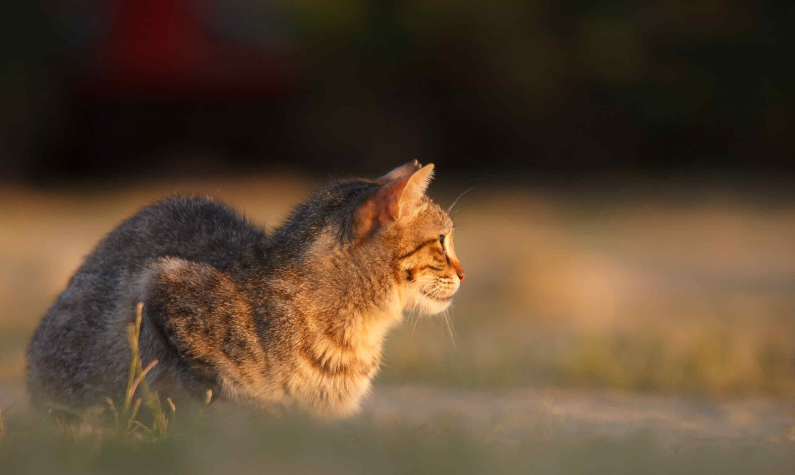 National feral cat plan aims to reduce harm on native species