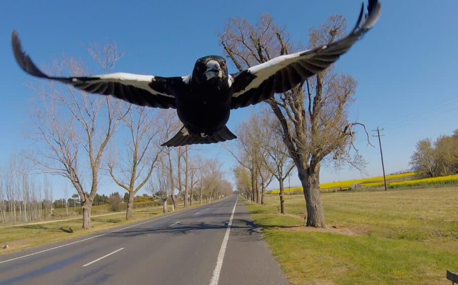 Why do Magpies swoop?