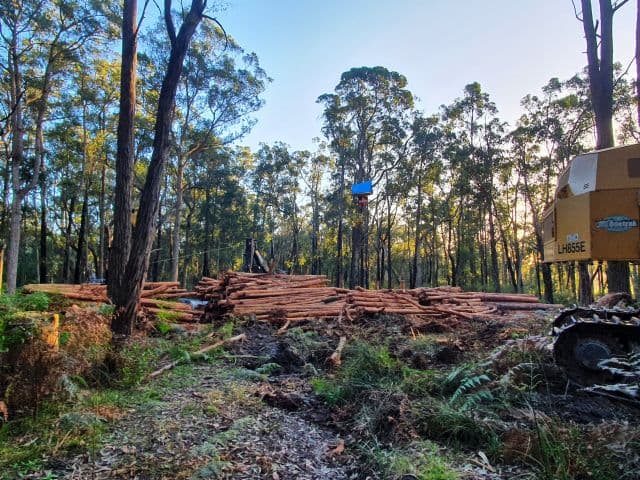 Activists pushing for a native forest logging ban in NSW