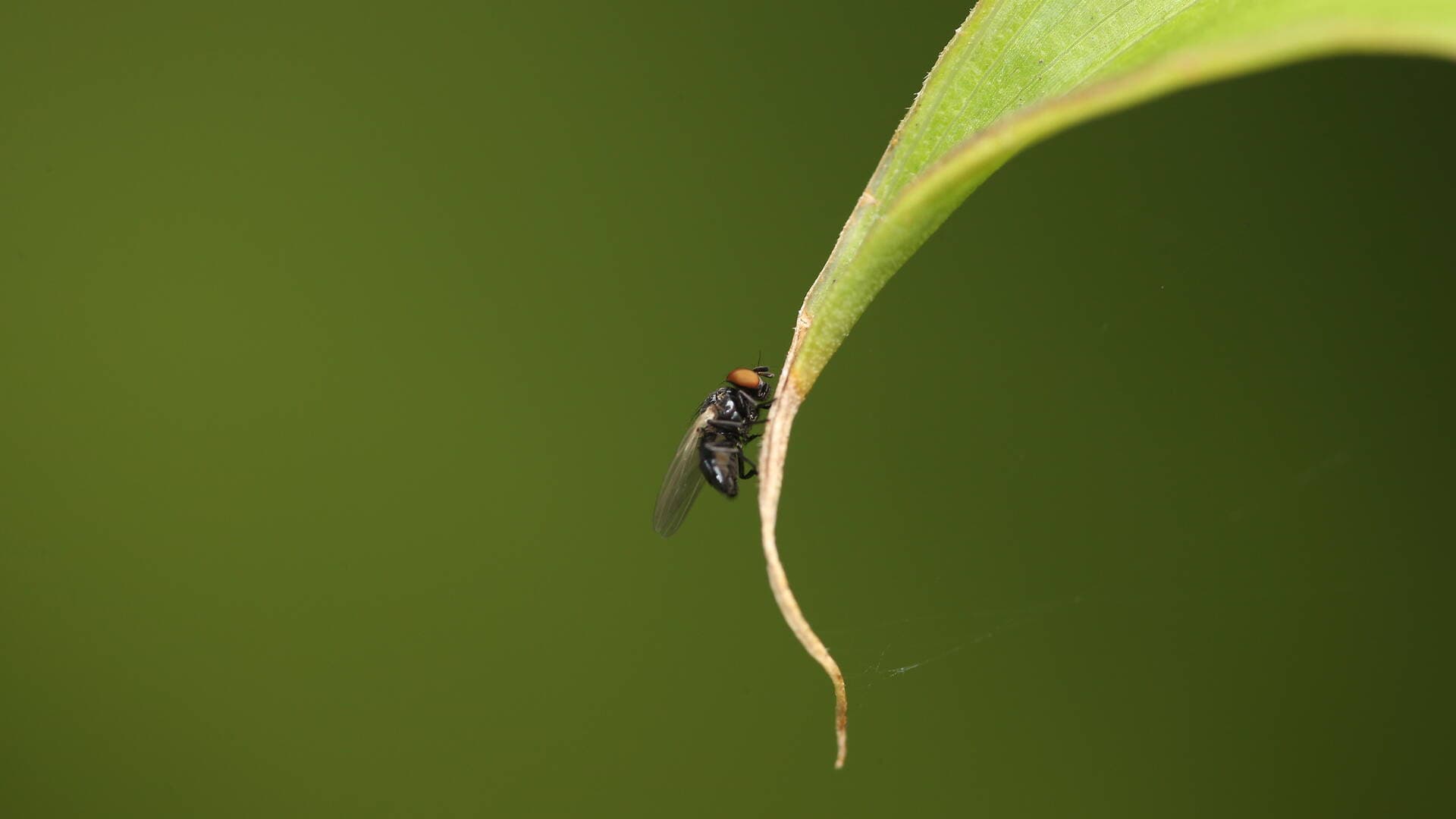 Sydney’s Fly Problem. Should you be worried?