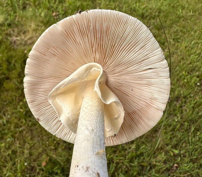 Deadly mushrooms and talking trees with Dr Summerell