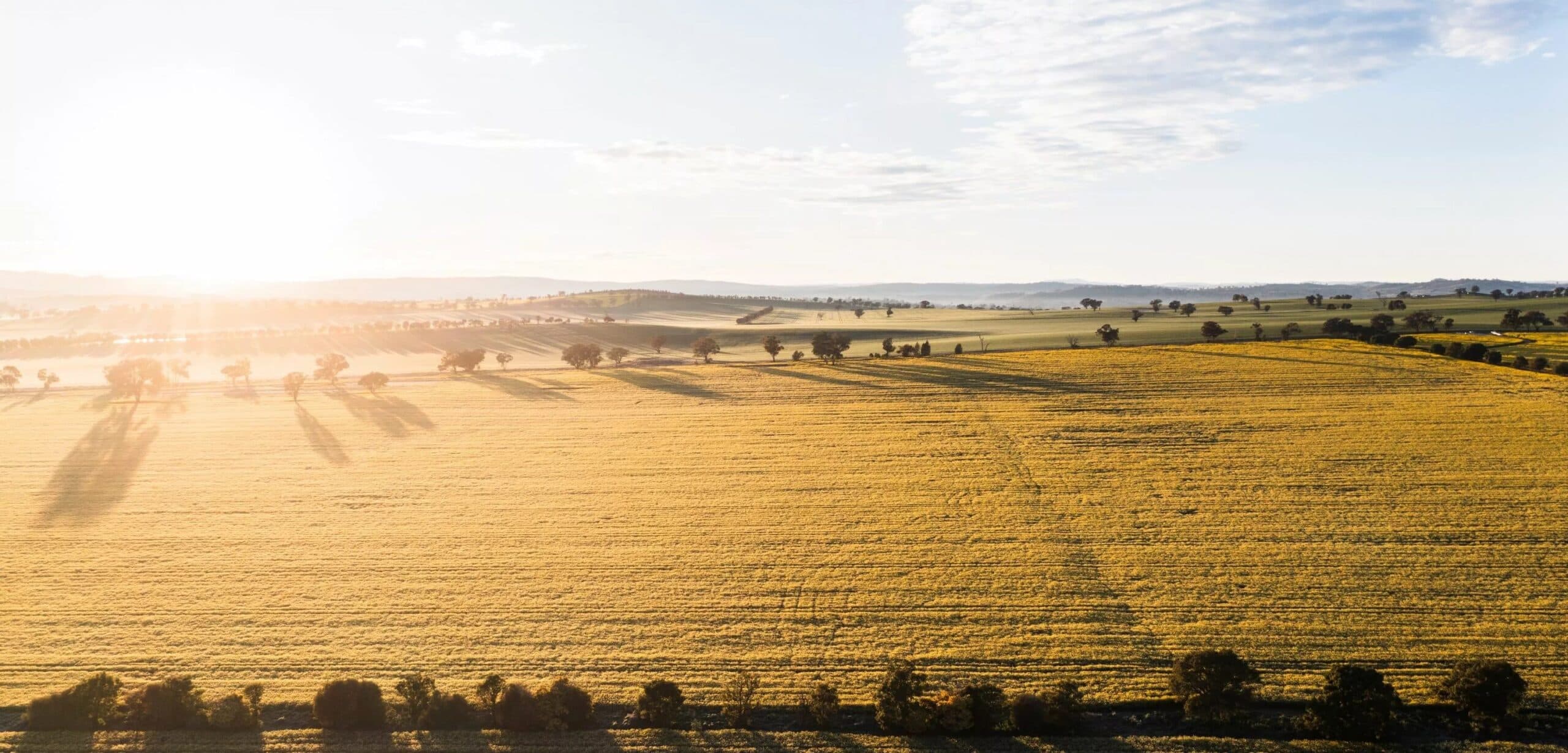 Climate Change Fighting Fungi Could Transform Australian Agriculture