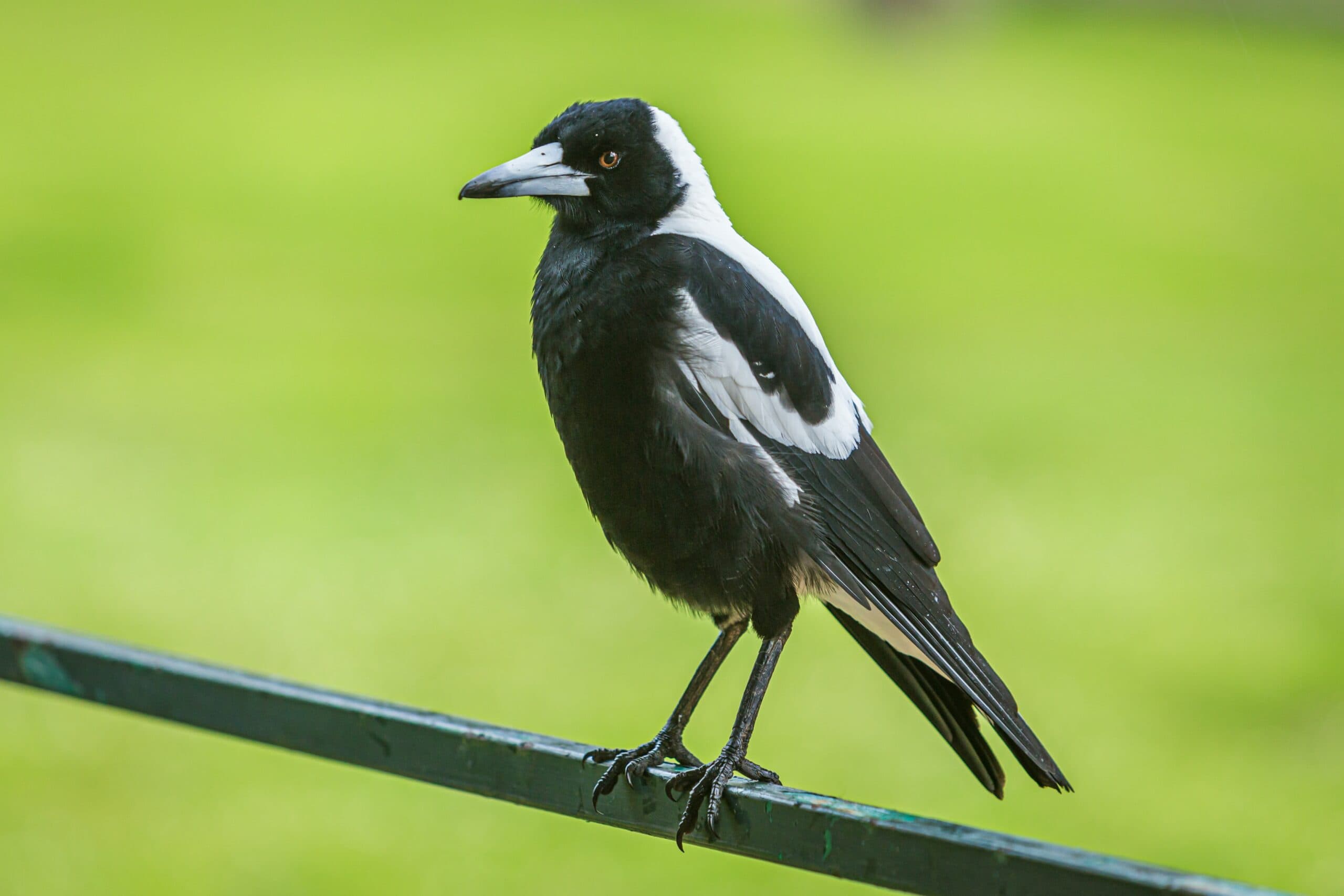Human noise pollution threatens Australian magpies