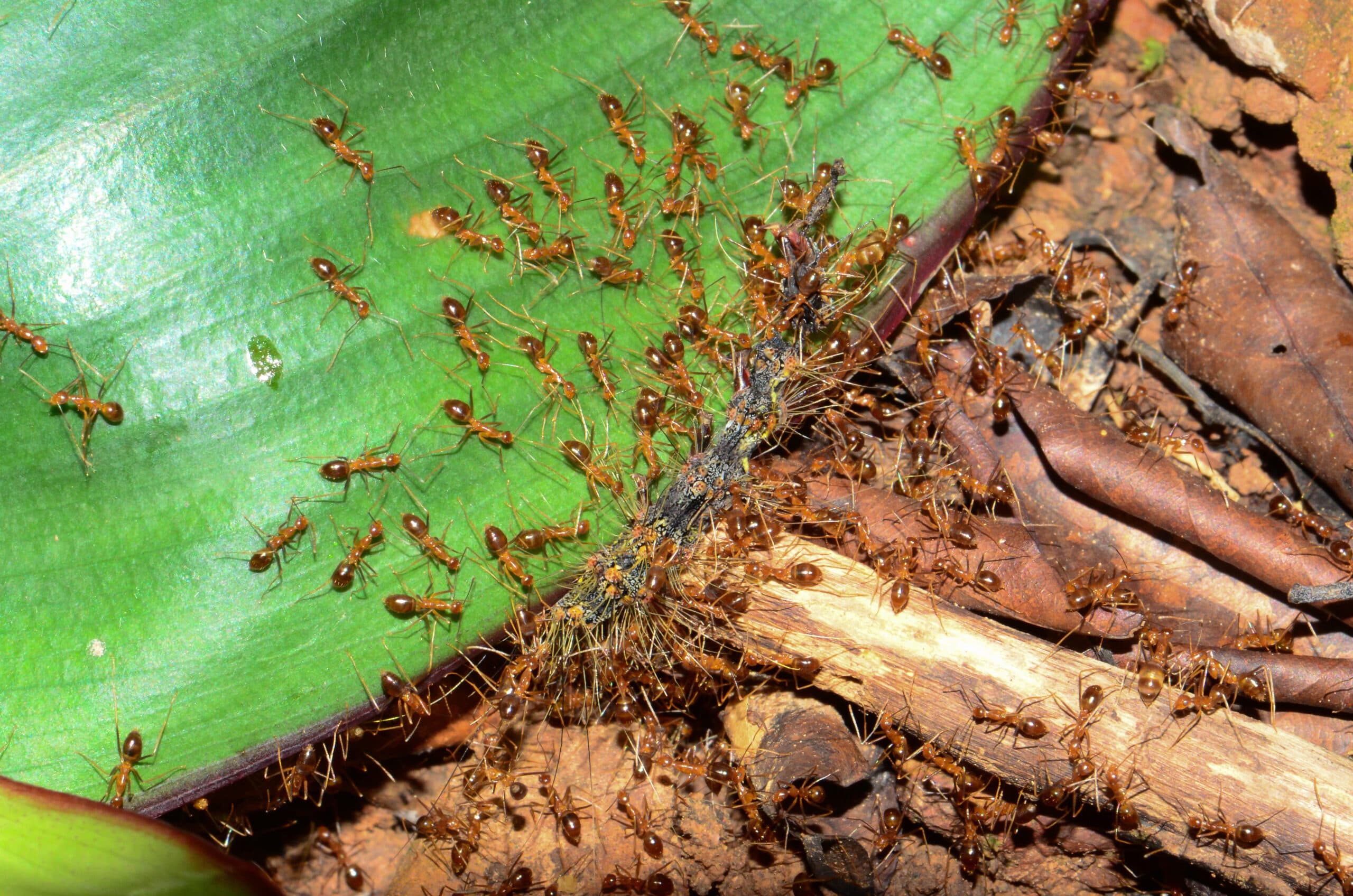 Invasion of the Crazy Yellow Ants
