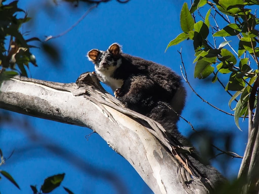 Greater Gliders in NSW Pause Logging Operations